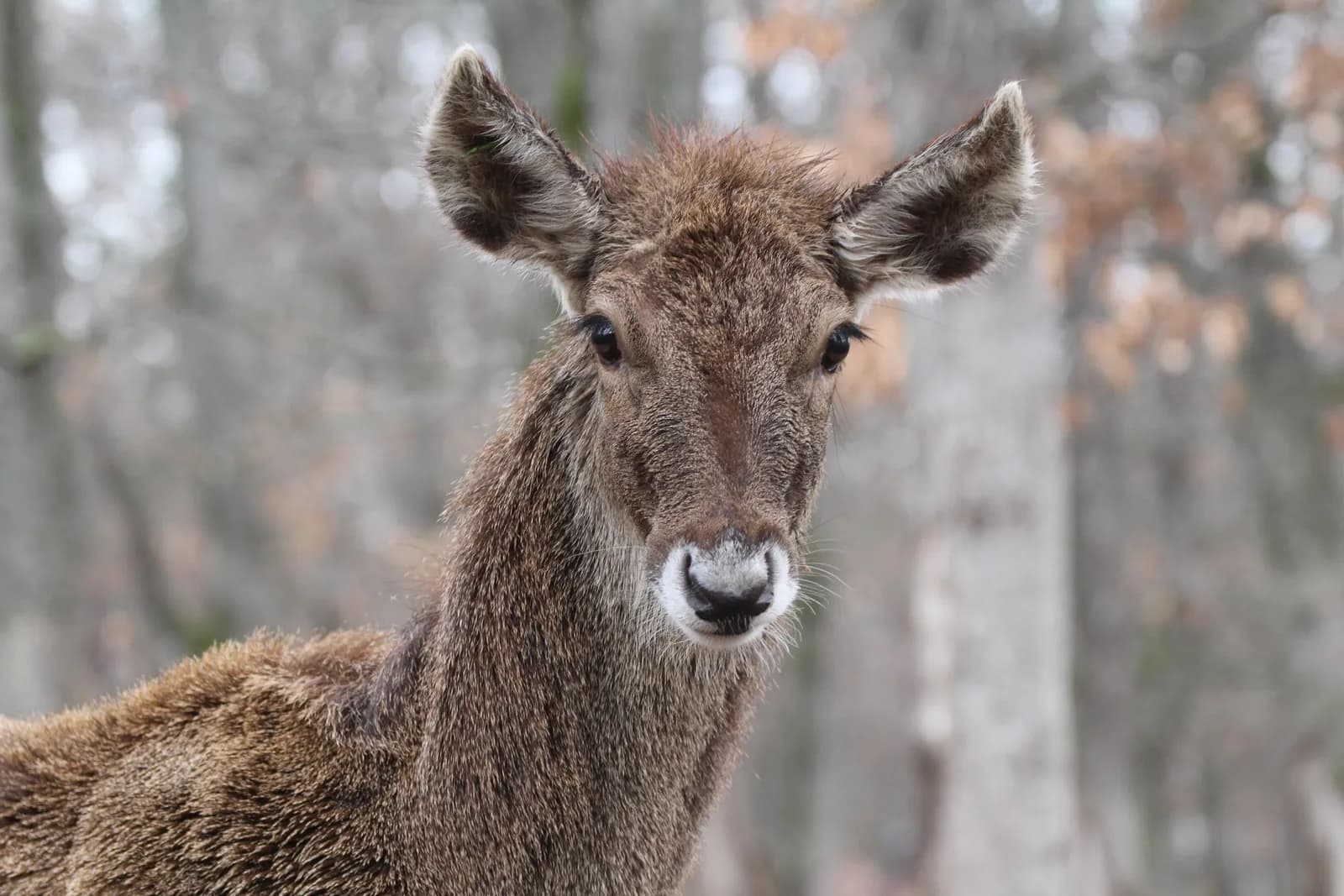 Cerf de Thorold