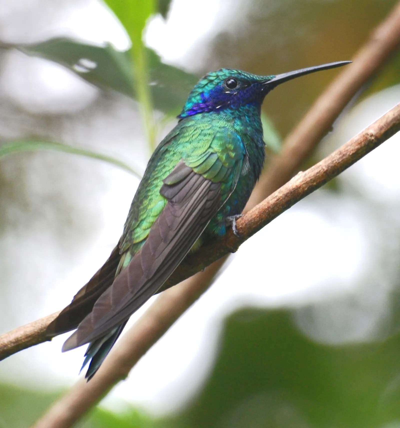 Colibri