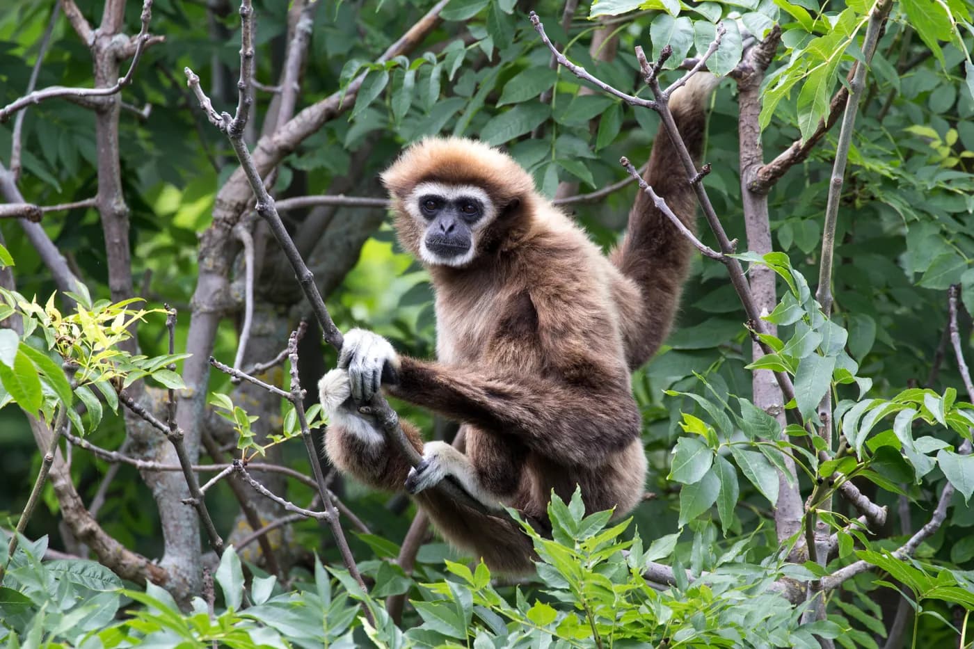 Gibbon