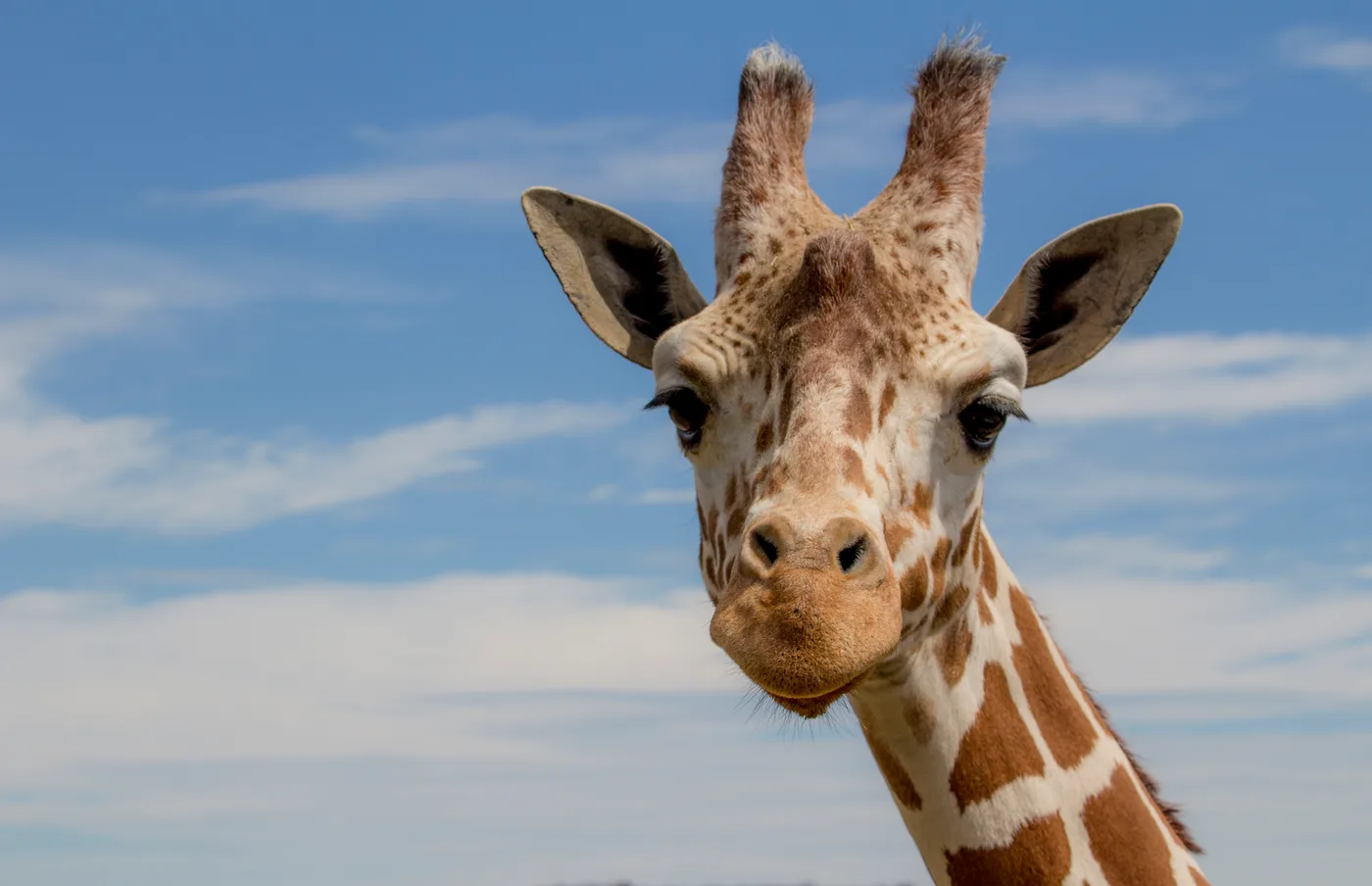 Girafe