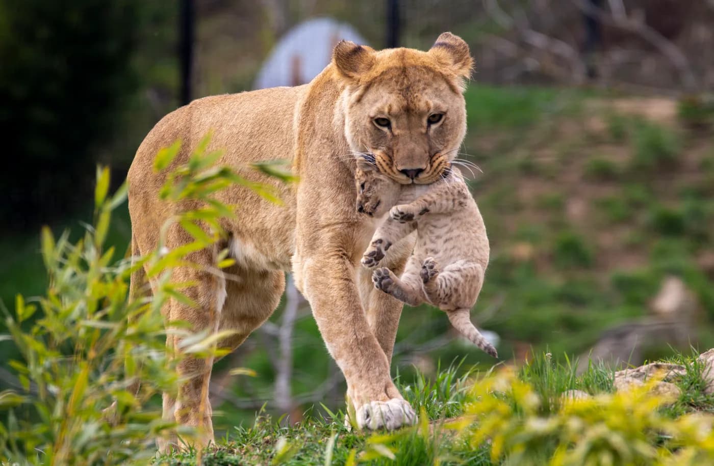 Lion