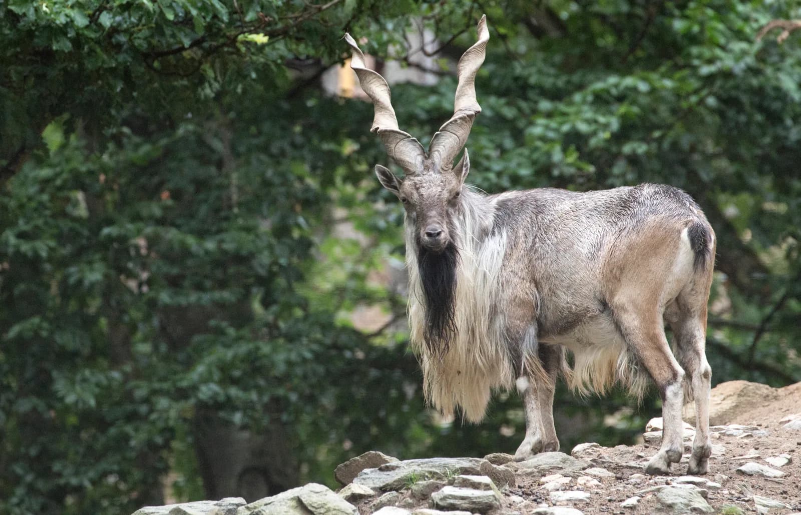 Markhor