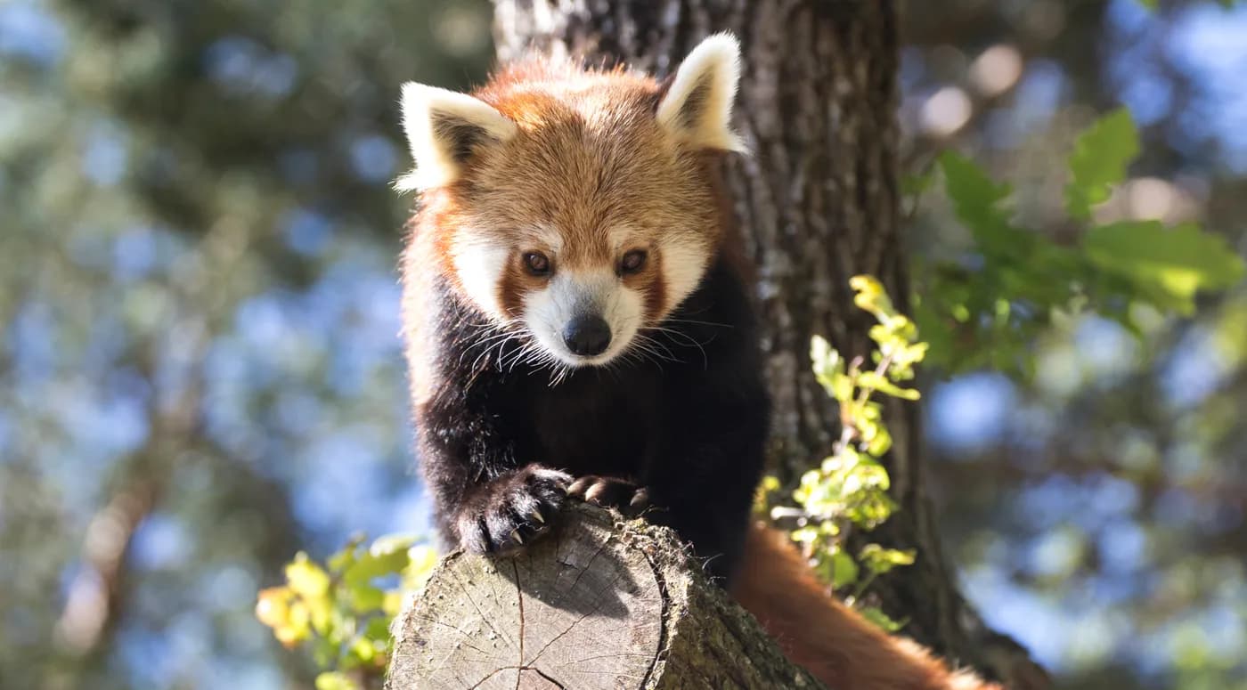 Un panda roux du Parc Animalier d’Auvergne