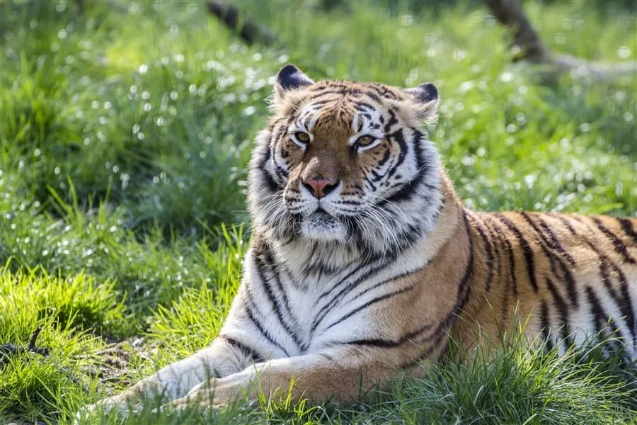 Tigre