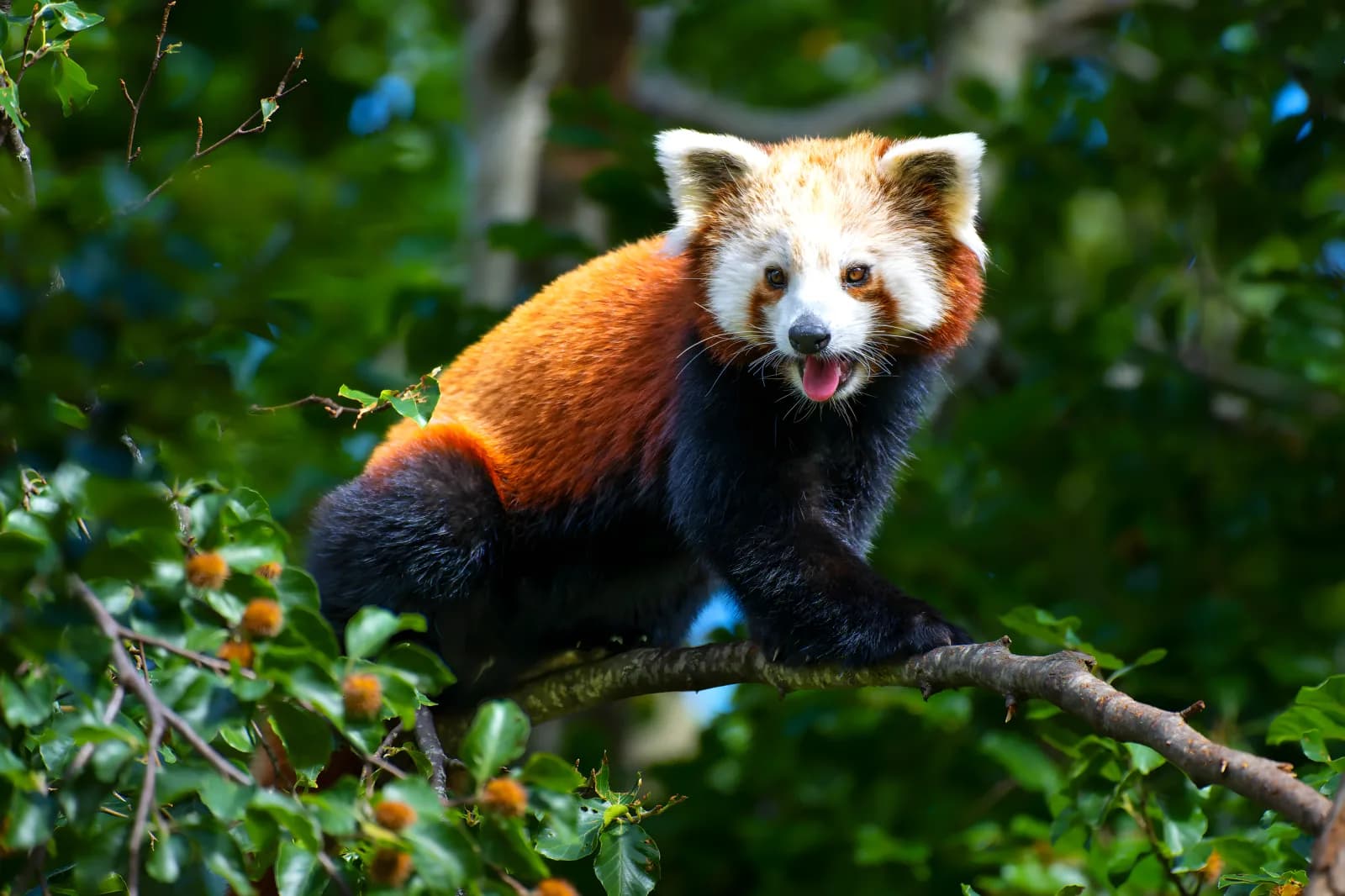 Le Parc Animalier d’Auvergne, à vingt minutes