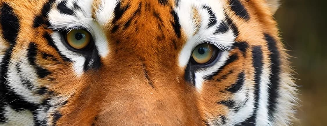 Le Parc Animalier d’Auvergne, à vingt minutes
